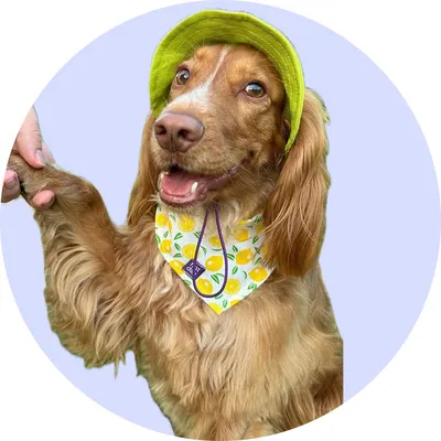 Дора у Hat-Dog