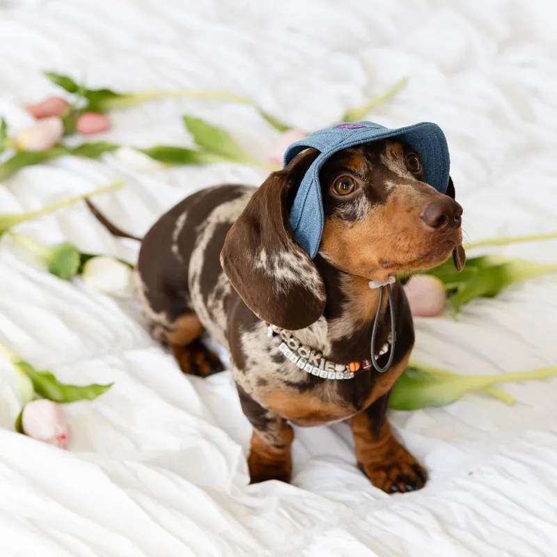 Панама для собак Hat-Dog Джинс — фото 1