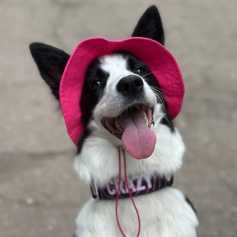 Панама для собак Hat-Dog малинова — фото 3