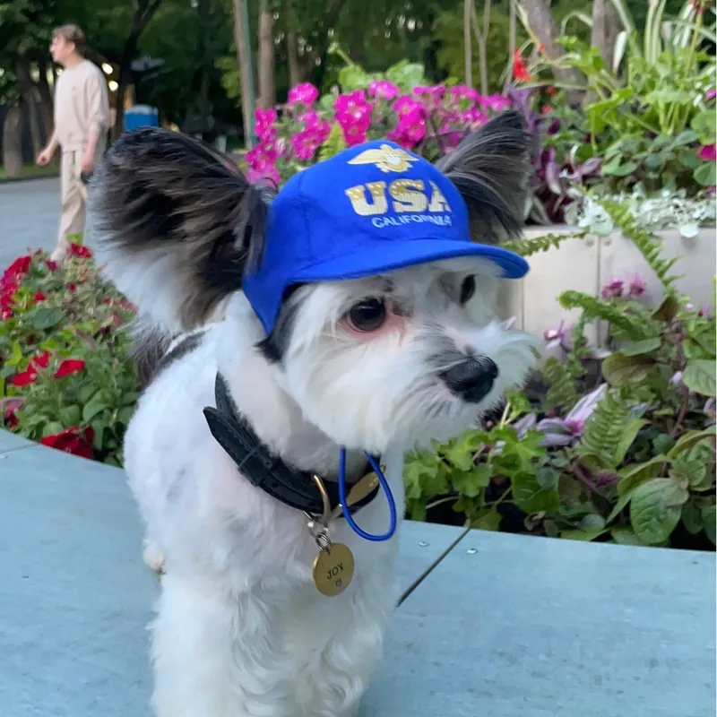 Бейсболка для собак Hat-Dog USA California — фото 3