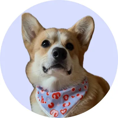 Рей у Hat-Dog