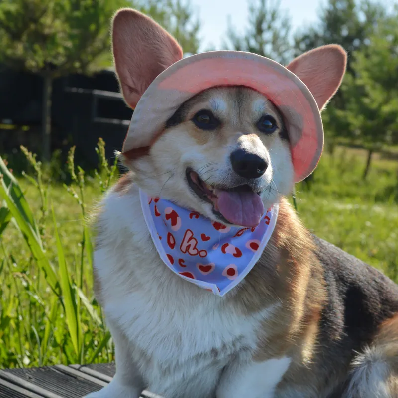 Набір Бандана Hat-Dog + резинка — фото 5