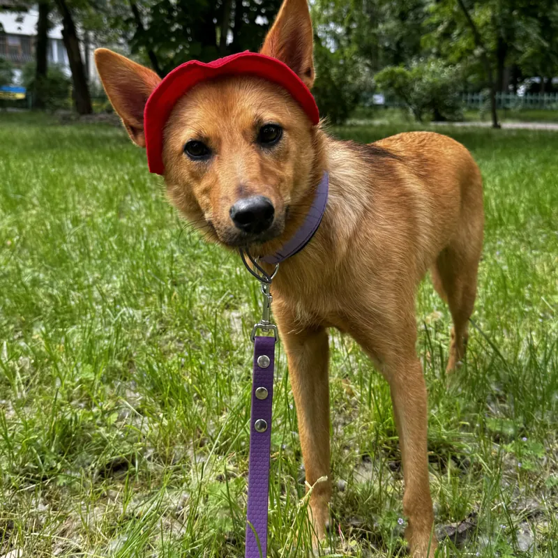 Панама для собак Hat-Dog червона — фото 4