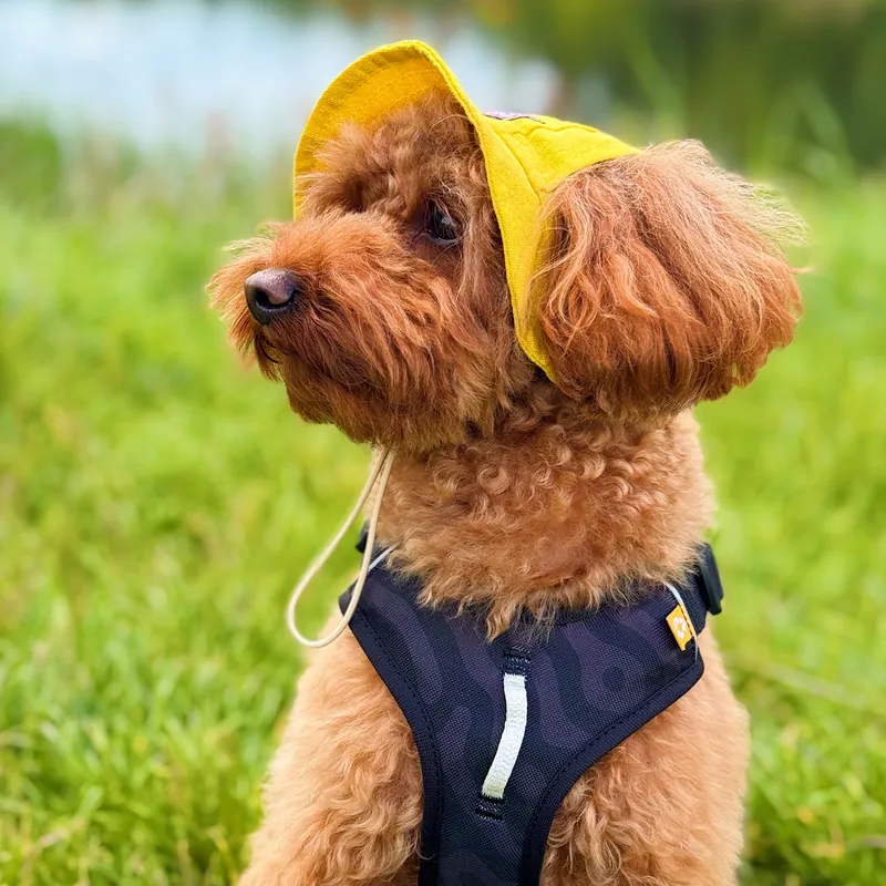 Панама для собак Hat-Dog жовта — фото 2