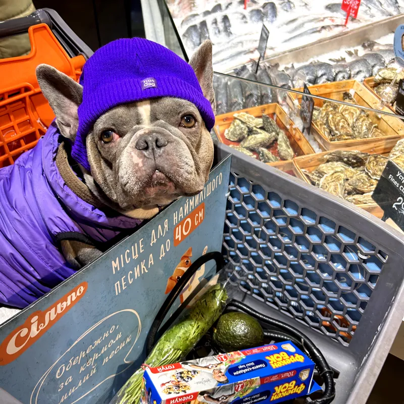 Шапка для собак Hat-Dog фіолетова — фото 2