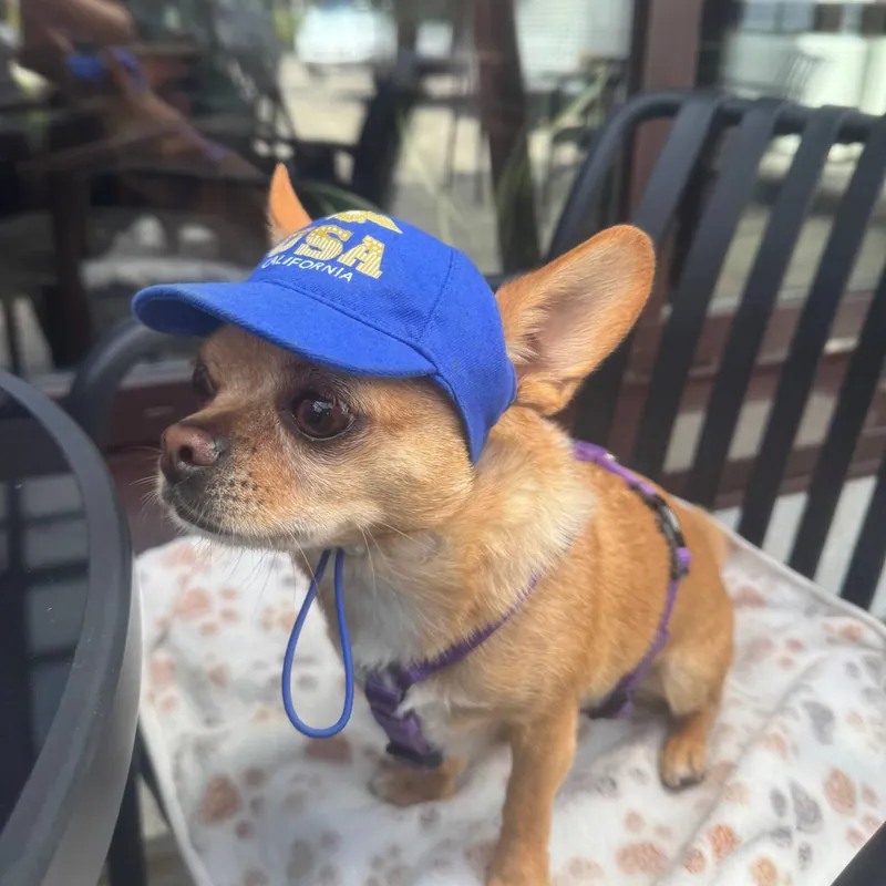 Бейсболка для собак Hat-Dog USA California — фото 4