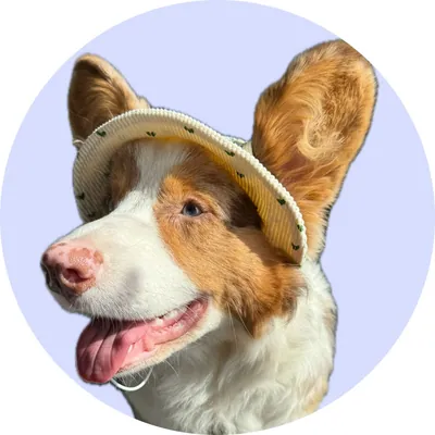 Кернел у Hat-Dog