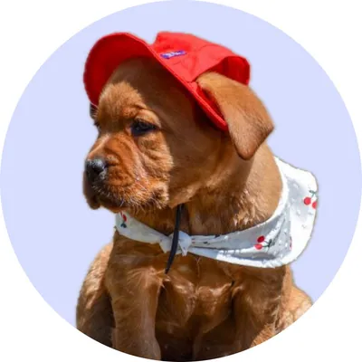 Alex Daddy у Hat-Dog