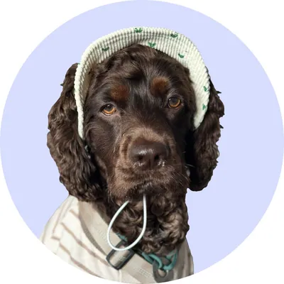 Коді у Hat-Dog