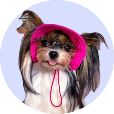 Дюшеска у Hat-Dog