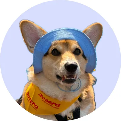 Оллі у Hat-Dog