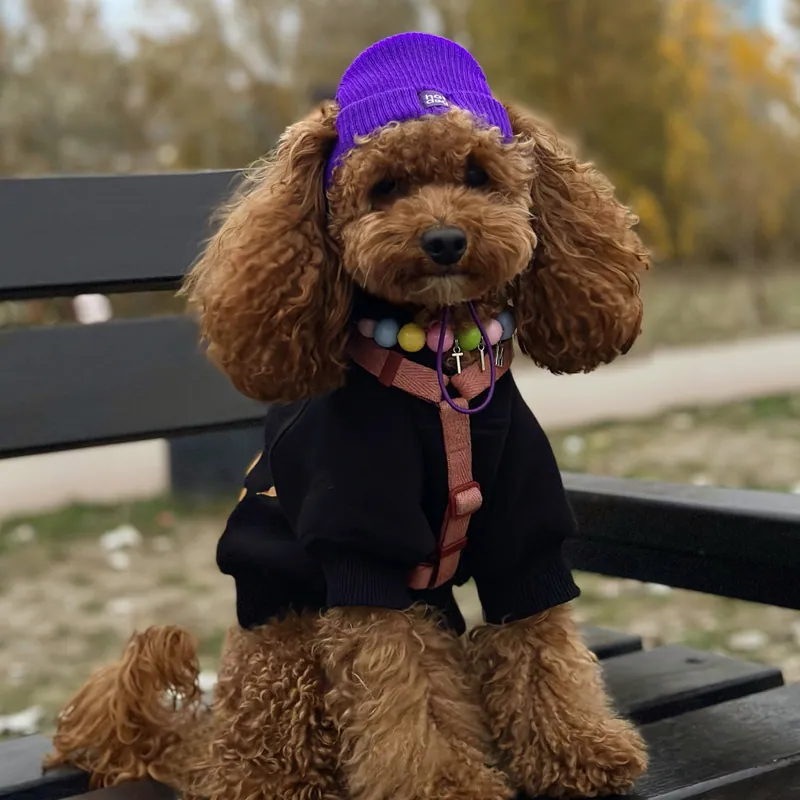 Шапка для собак Hat-Dog фіолетова — фото 1