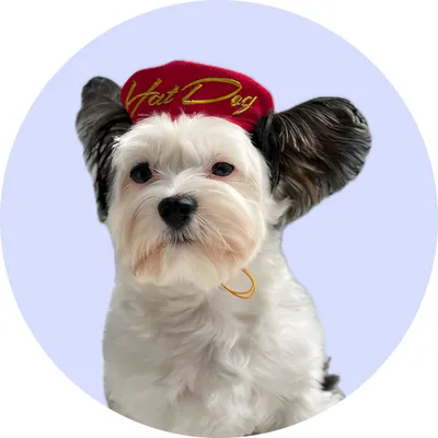 Джой у Hat-Dog