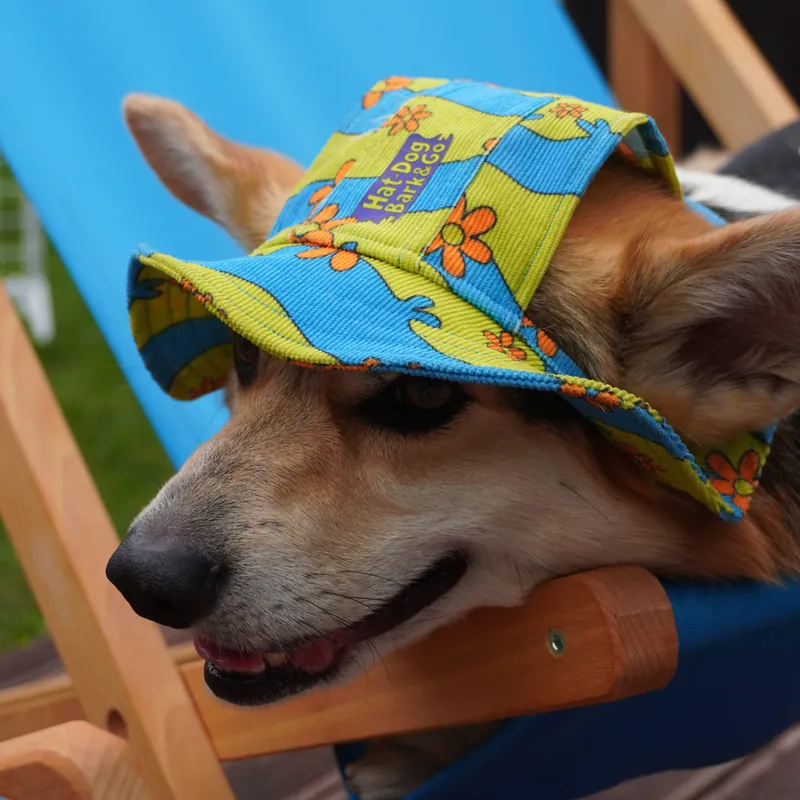 Панама для собак Колаборація Hat-Dog & Bark&Go | Дві зграї - одна пригода! — фото 3