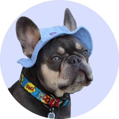 Ларі у Hat-Dog