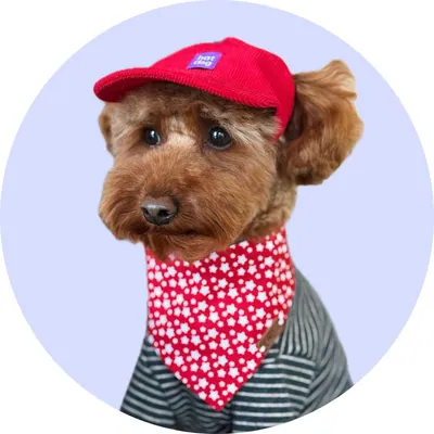 Фінн у Hat-Dog