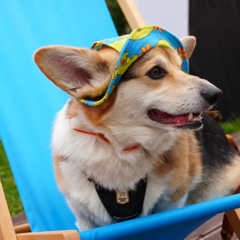 Панама для собак Колаборація Hat-Dog & Bark&Go | Дві зграї - одна пригода! — фото 2