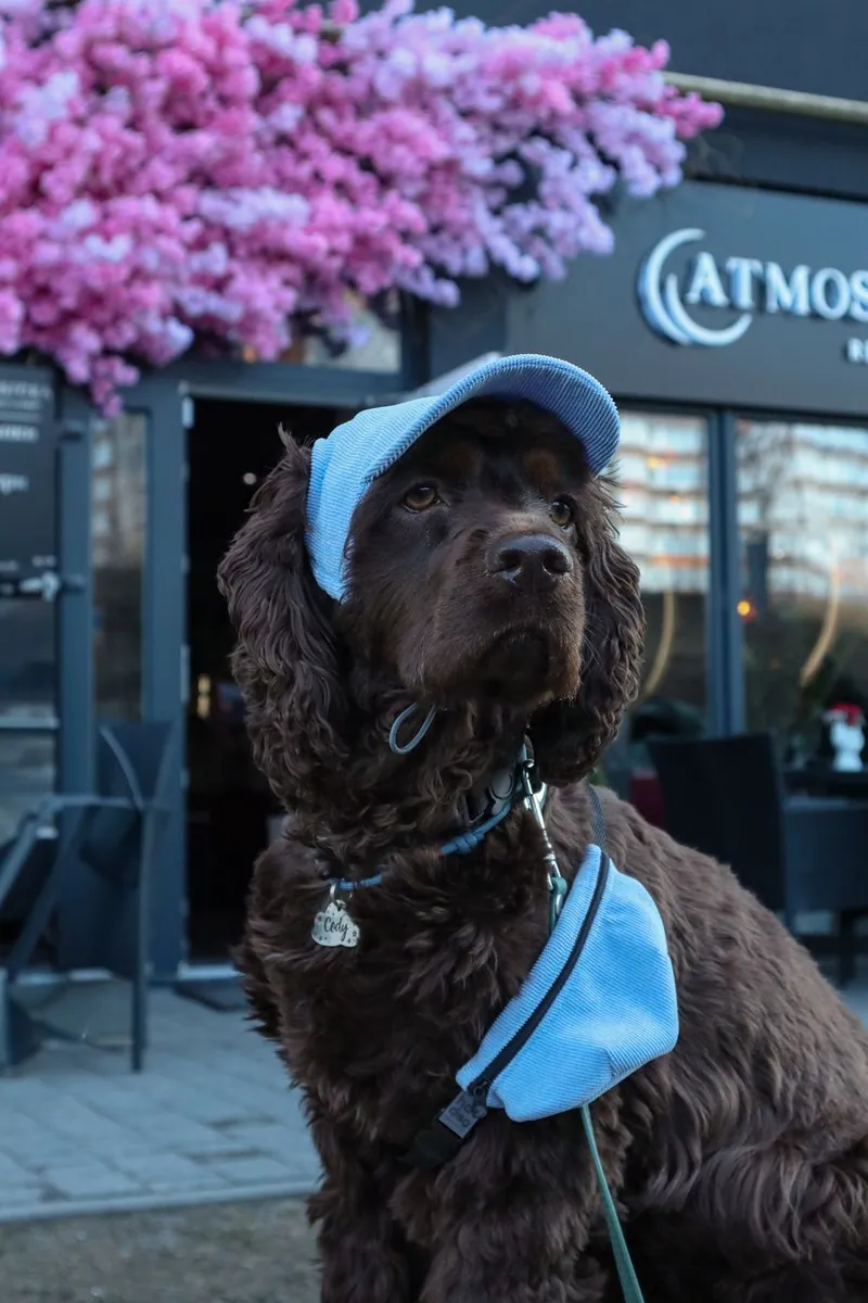 Песик у кепці Hat-Dog