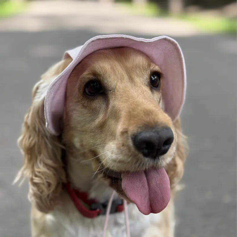 Панама для собак Hat-Dog рожева — фото 3