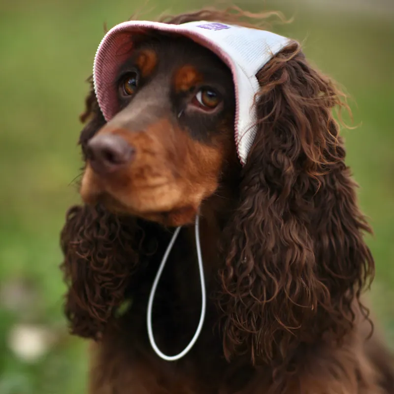 Панама для собак Hat-Dog Крем "Дуо" вельвет — фото 2
