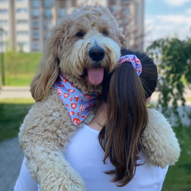 Набір Бандана Hat-Dog + резинка — фото 1