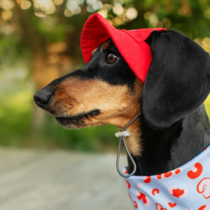 Панама для собак Hat-Dog червона — фото 2