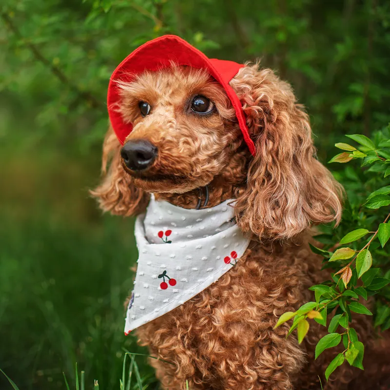 Панама для собак Hat-Dog червона — фото 3