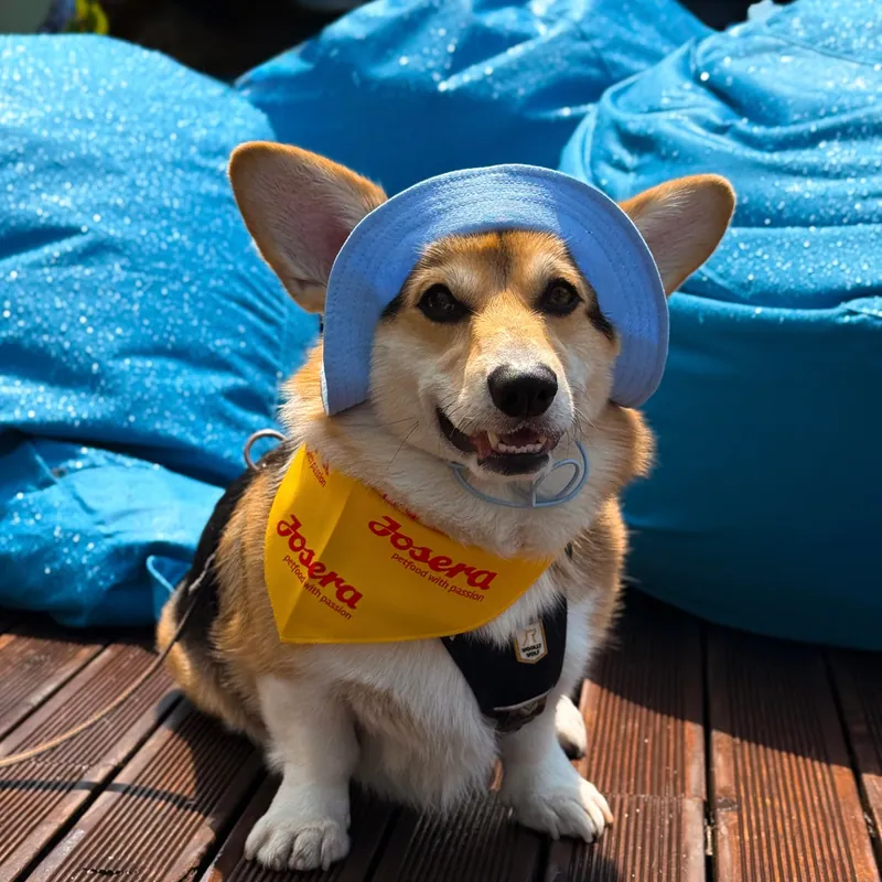 Панама для собак Hat-Dog ніжно-блакитна — фото 4