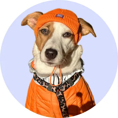 Моллі у Hat-Dog