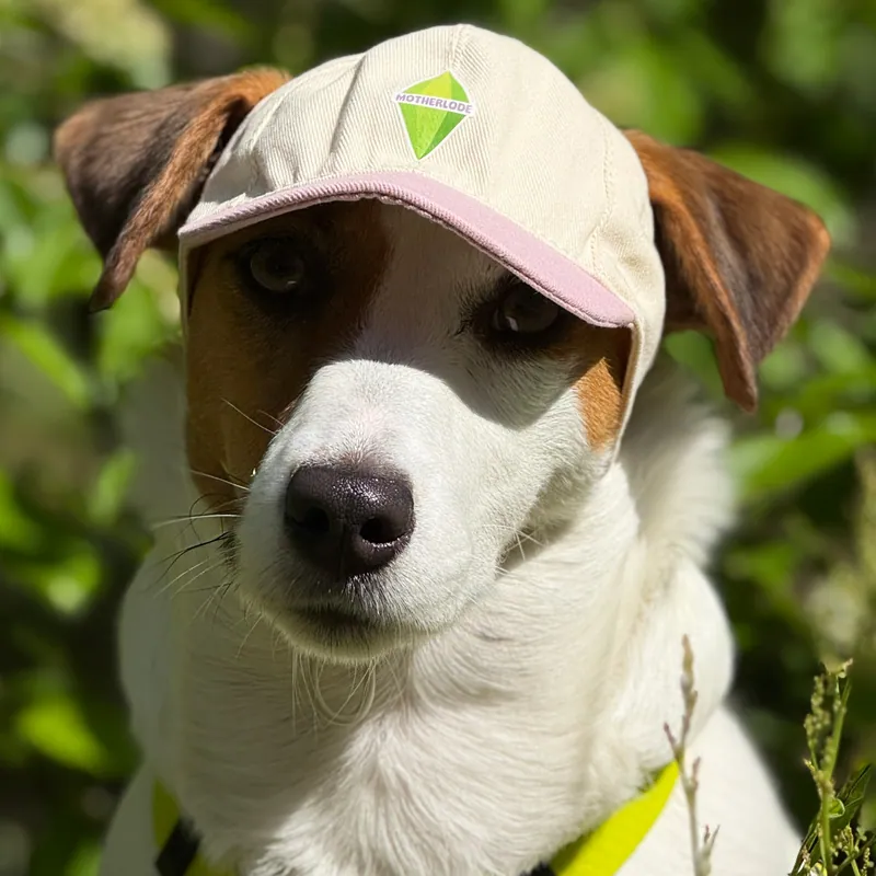 Бейсболка для собак Hat-Dog Sims рожева — фото 1