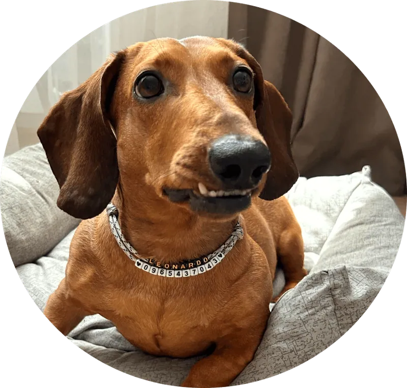 Лео, пухнастий дизайнер Hat-Dog