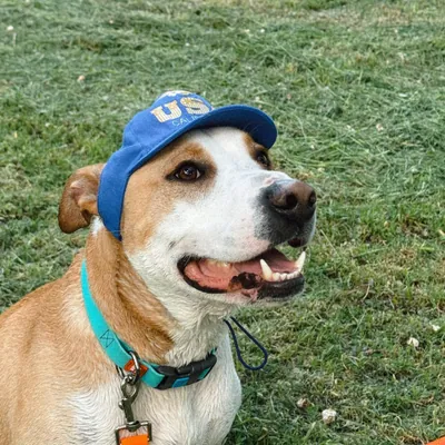 Бейсболка для собак Hat-Dog USA California
