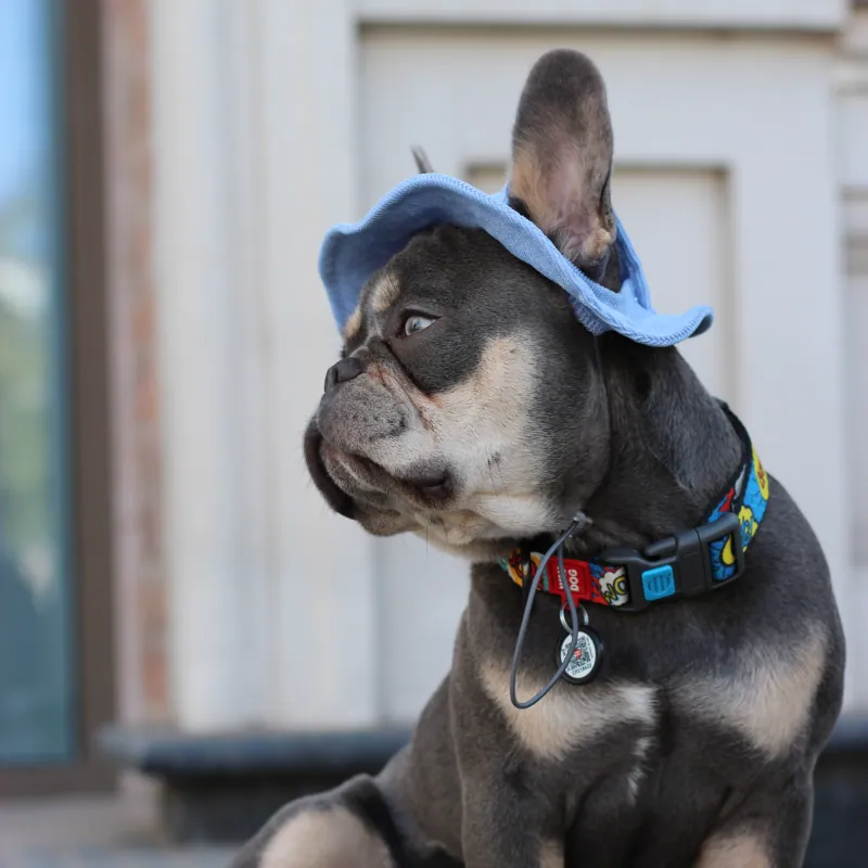 Панама для собак Hat-Dog Блакитна — фото 5