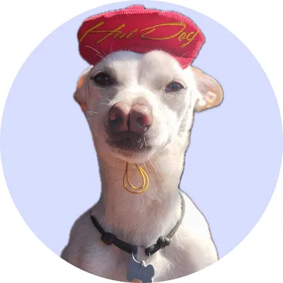 Арчі у Hat-Dog