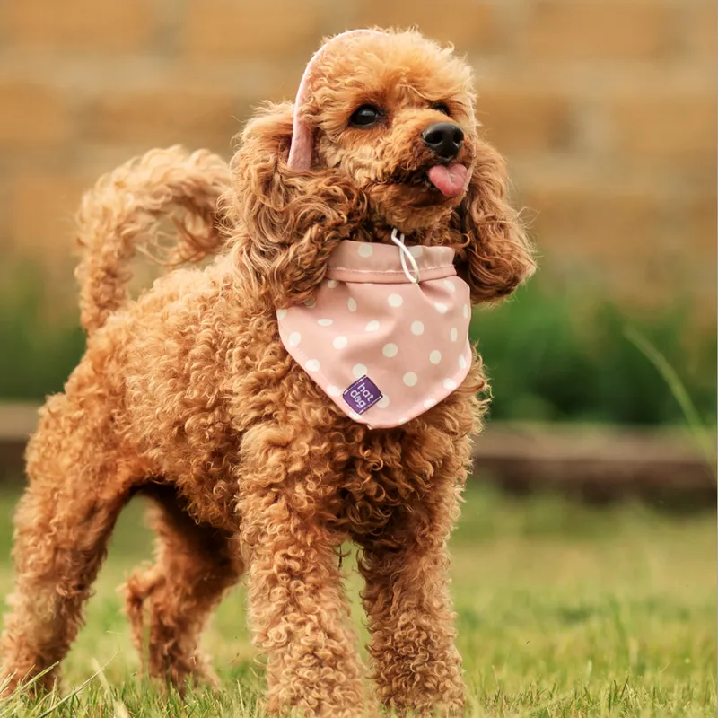Панама для собак Hat-Dog рожева — фото 4
