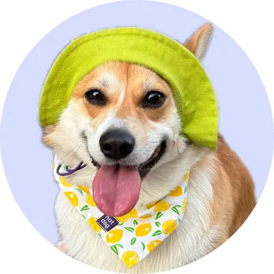 Еммі у Hat-Dog