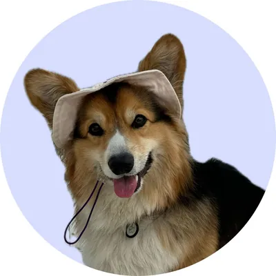 Арчі у Hat-Dog