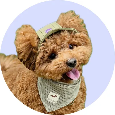 Тоторо у Hat-Dog