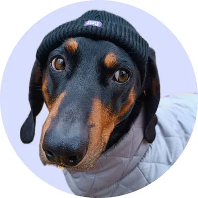 Роккі у Hat-Dog