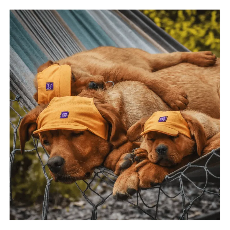 Аня та Влад, засновники Hat-Dog