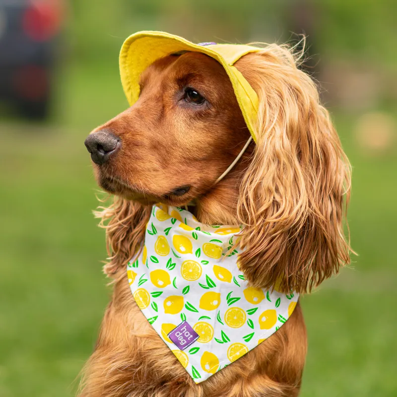 Панама для собак Hat-Dog жовта — фото 3