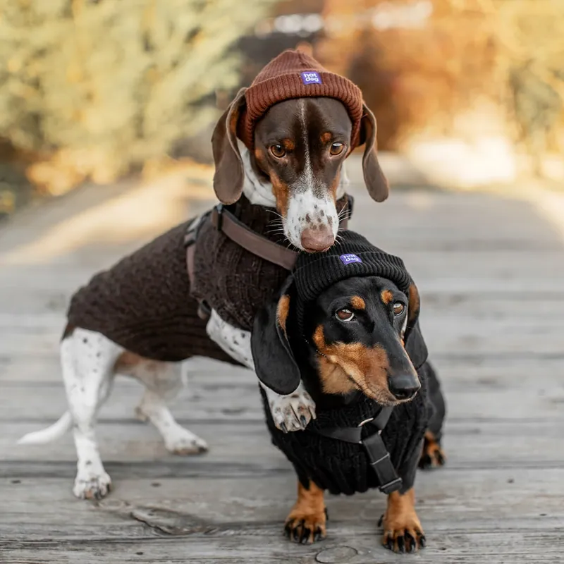 Шапка для собак Hat-Dog коричнева — фото 3