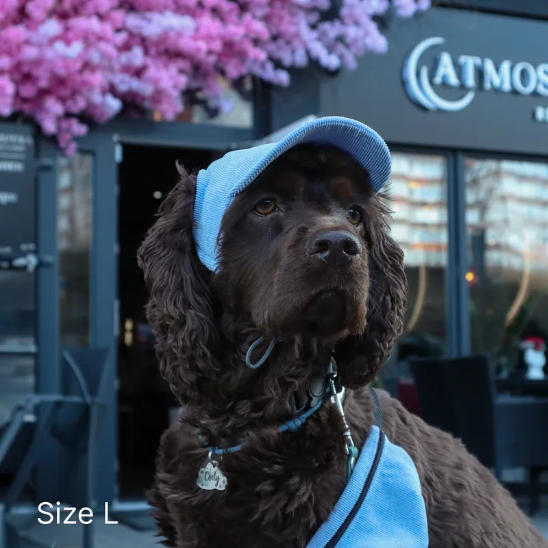 Кепка для собак Hat-Dog Блакитна — фото 2