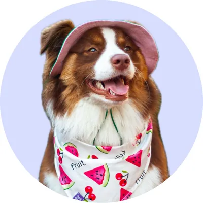 Тея у Hat-Dog