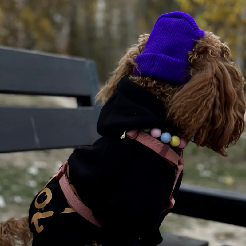 Шапка для собак Hat-Dog фіолетова — фото 3