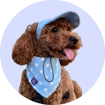 Тім у Hat-Dog