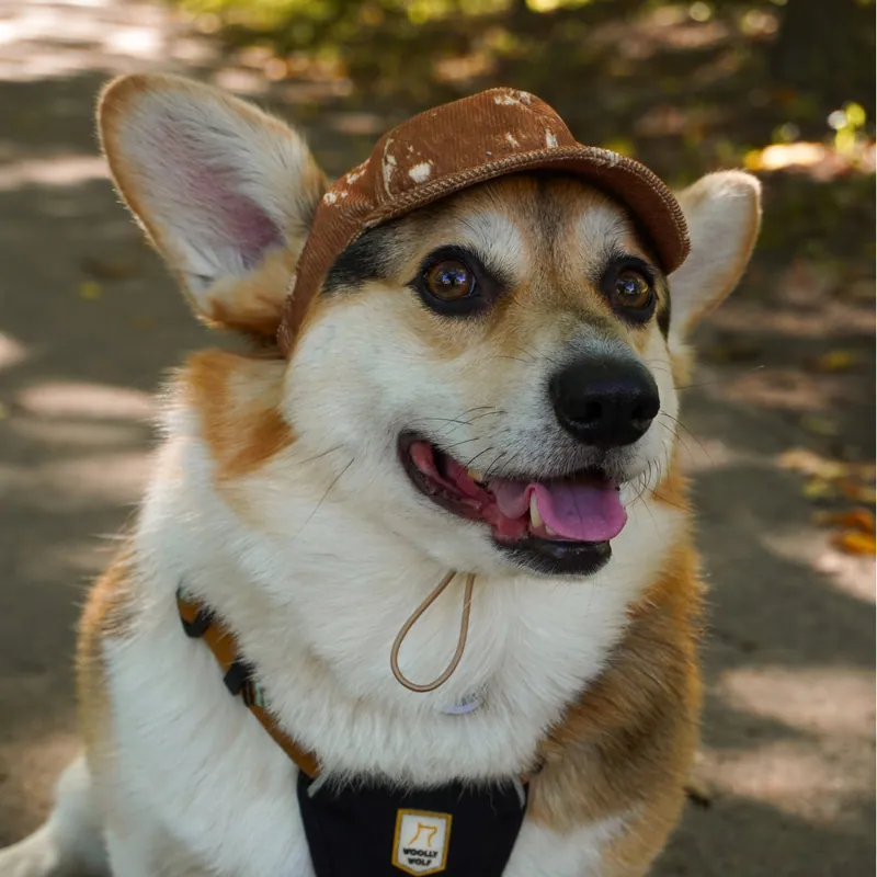 Бейсболка для собак Hat-Dog Bambi — фото 1