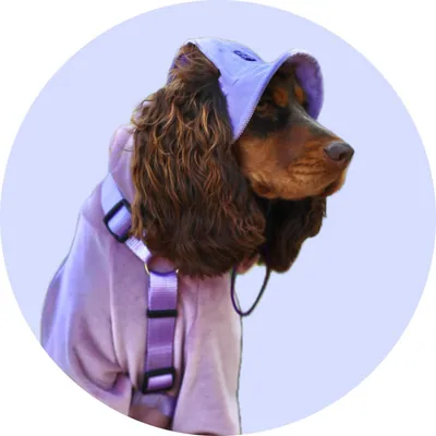 Айві у Hat-Dog