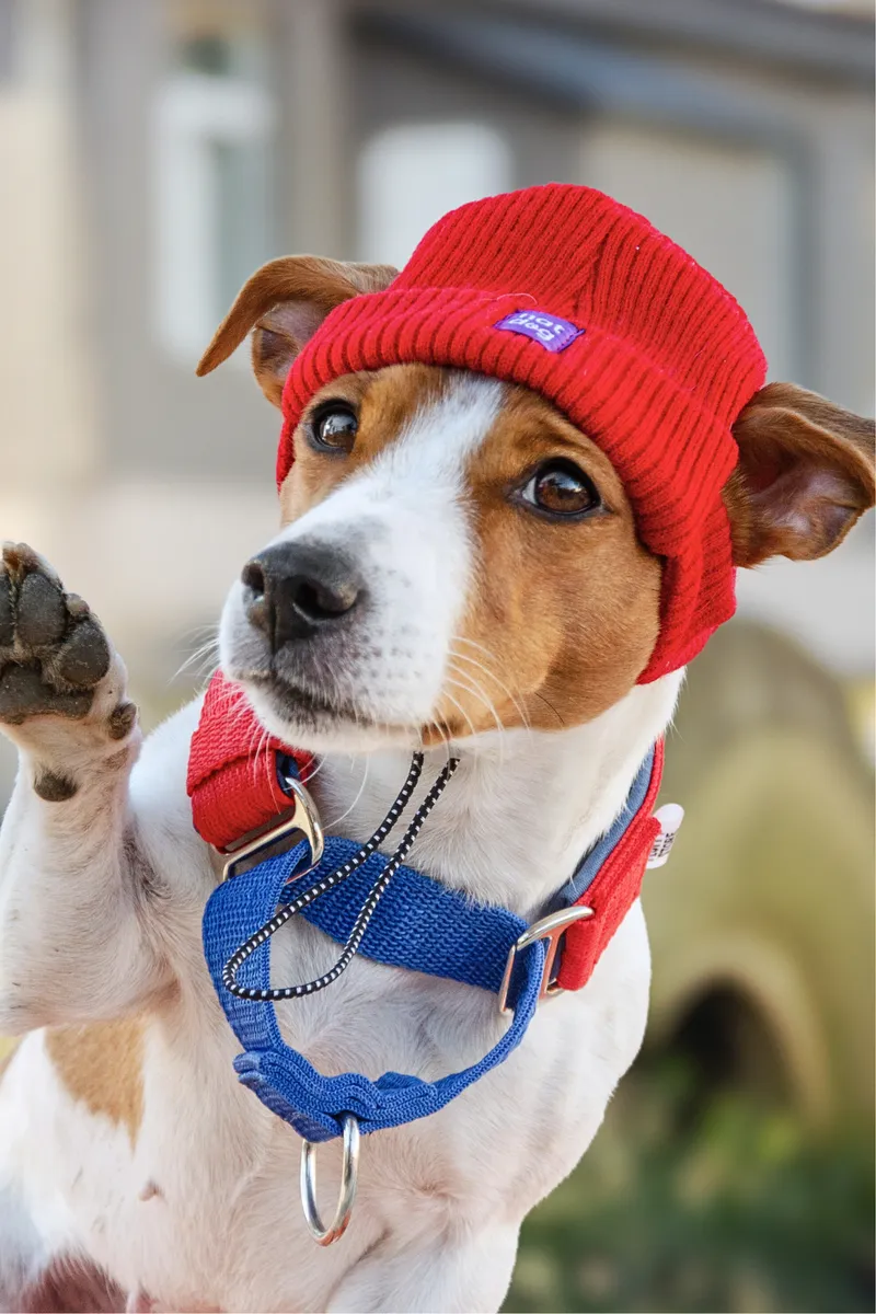Шапка для собак Hat-Dog червона — фото 2