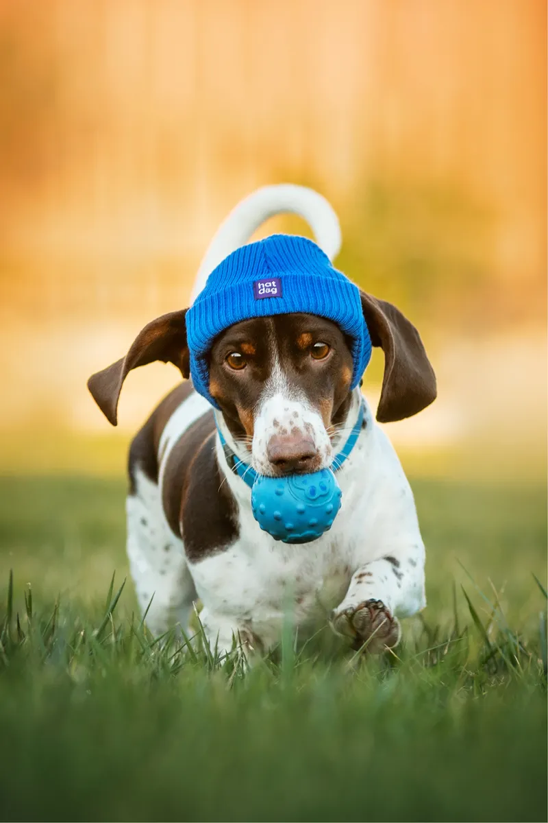 Шапка для собак Hat-Dog синя — фото 3